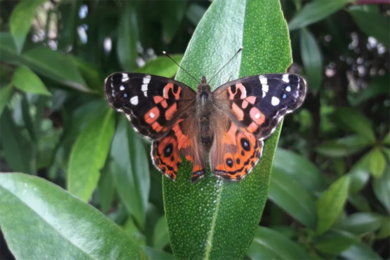 insectos